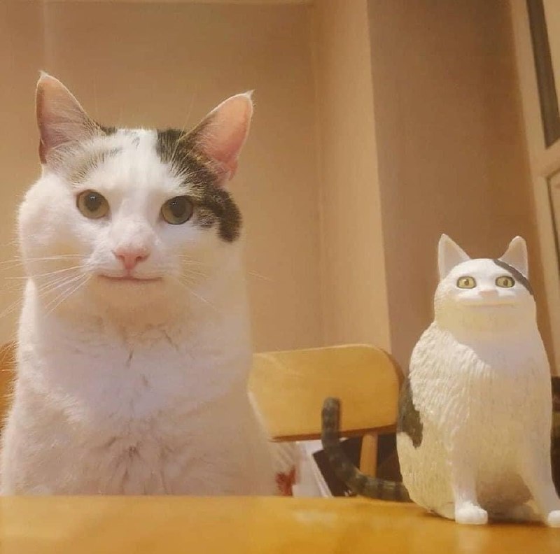 #猫猫