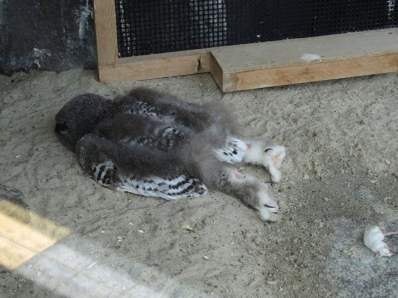 猫头鹰宝宝的小脑瓜相对于身体来说，有点太沉，以至于它们习惯趴着睡觉
