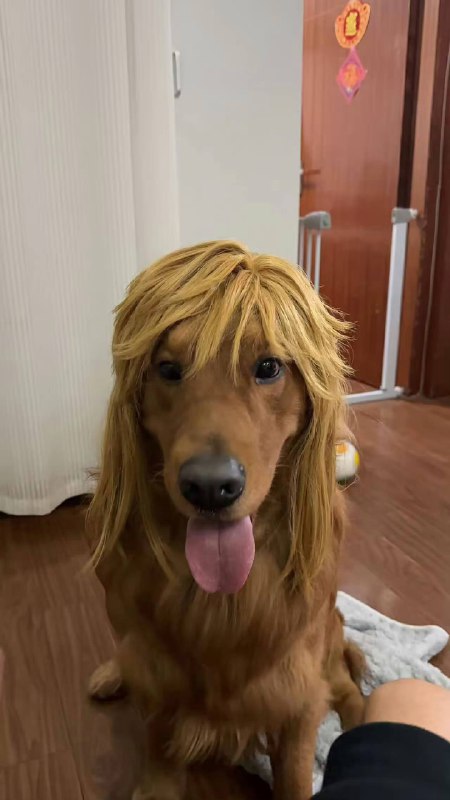 #狗狗#狗狗