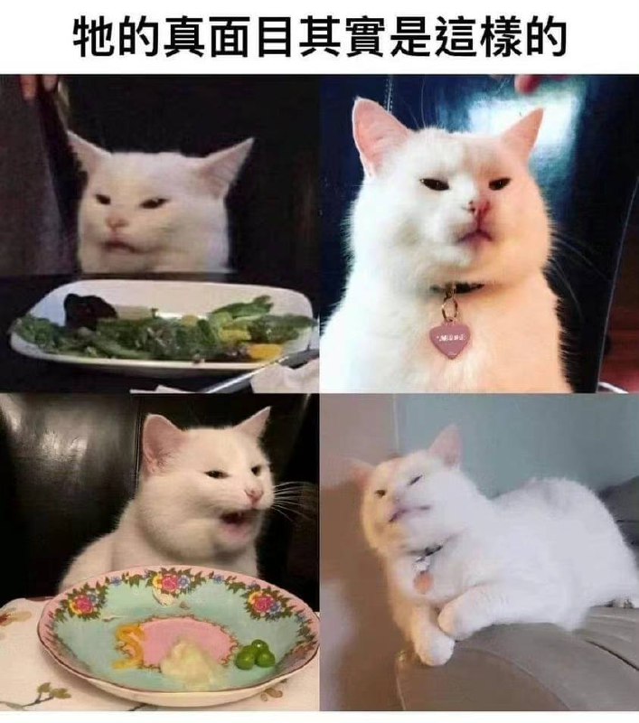 #猫猫