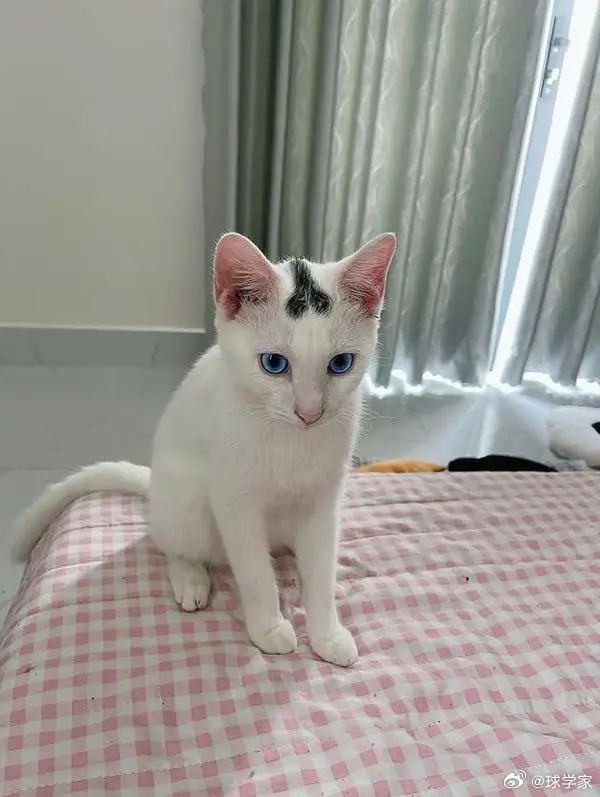 屌面猫😑#猫猫
