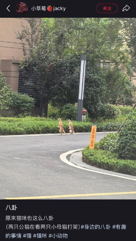 #猫猫