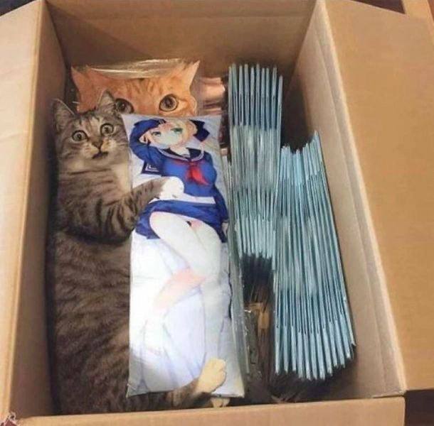 #猫猫