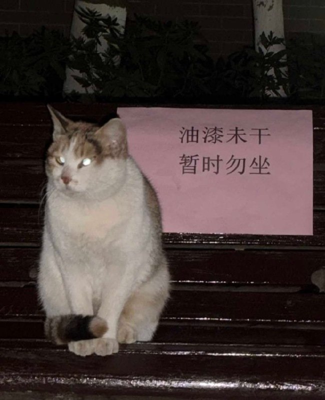 🙃#猫猫