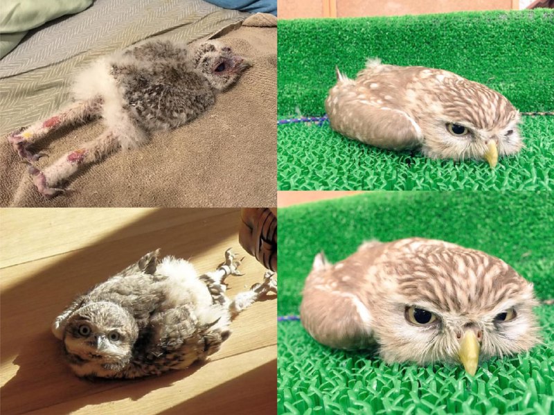 猫头鹰宝宝的小脑瓜相对于身体来说，有点太沉，以至于它们习惯趴着睡觉