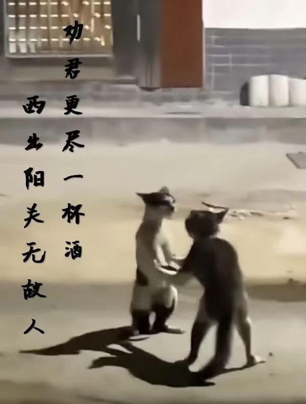 #猫猫