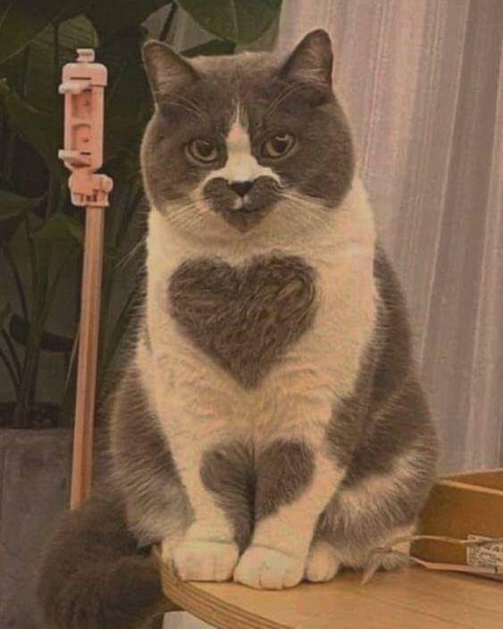 #猫猫