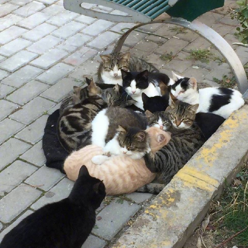 橘猫在哪都是团宠