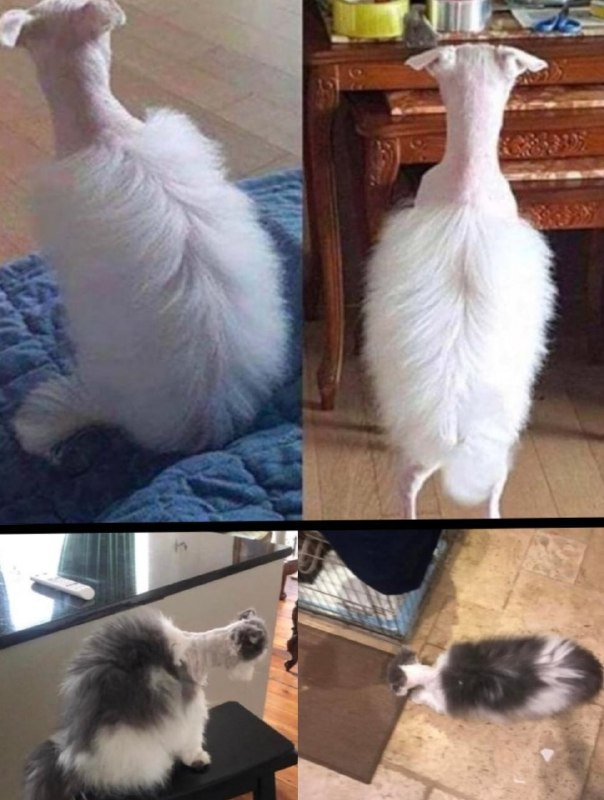 #怪图