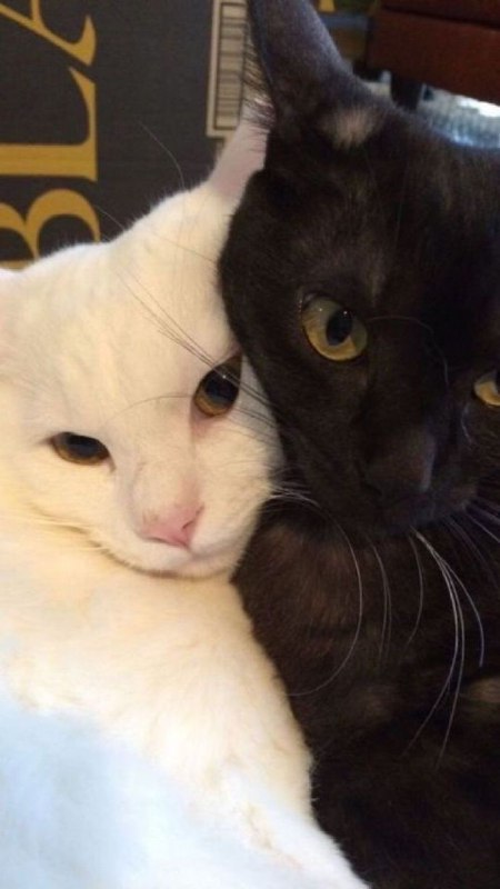 #猫猫
