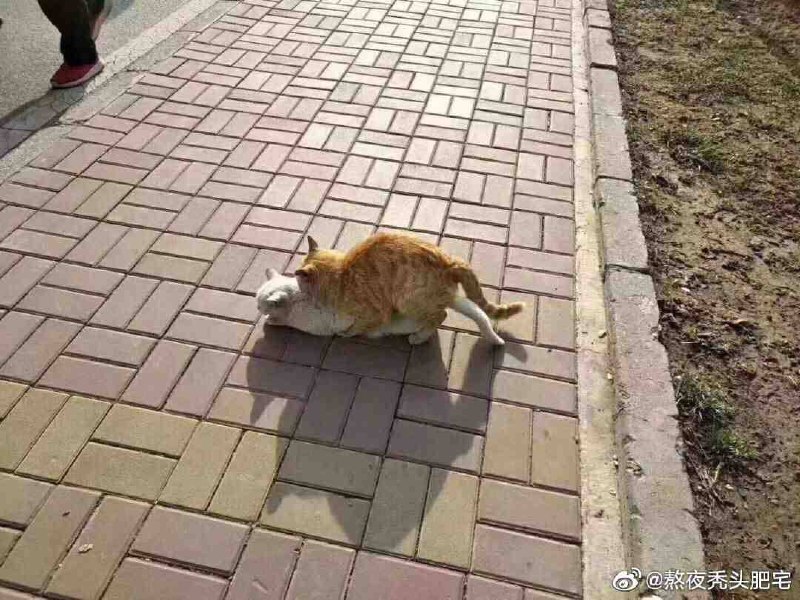 橘猫能有什么坏心思呢……橘猫能有什么坏心思呢……