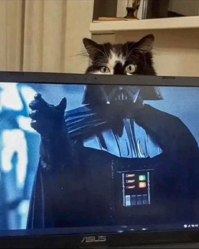 #猫猫