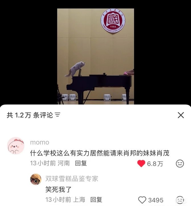 肖茂#猫猫