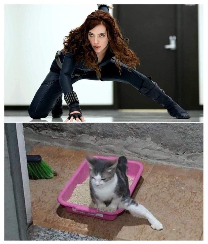 #猫猫