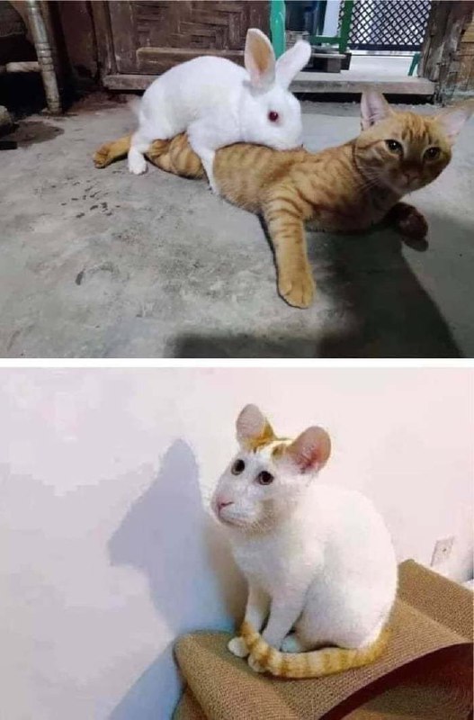 Cabbit