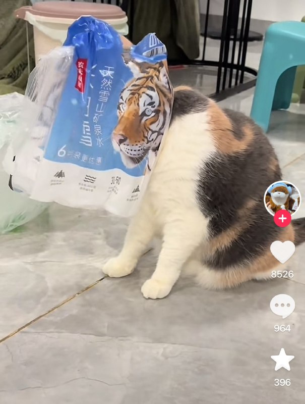 #猫猫#猫猫