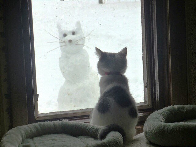 #猫猫