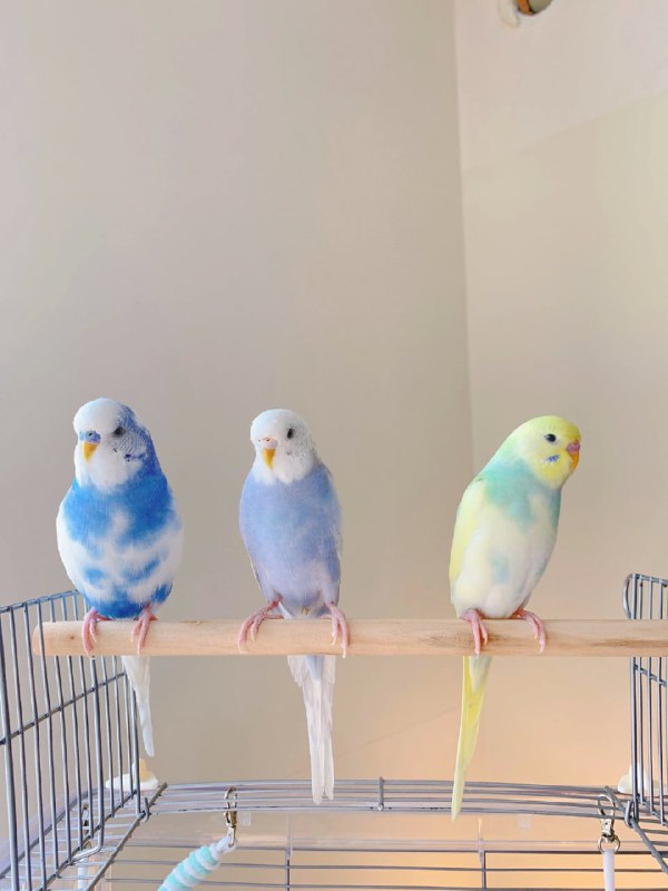 一些鹦鹉🦜一些鹦鹉🦜