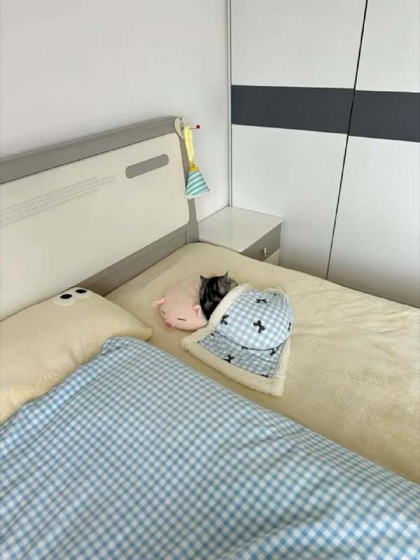 🐷#猫猫