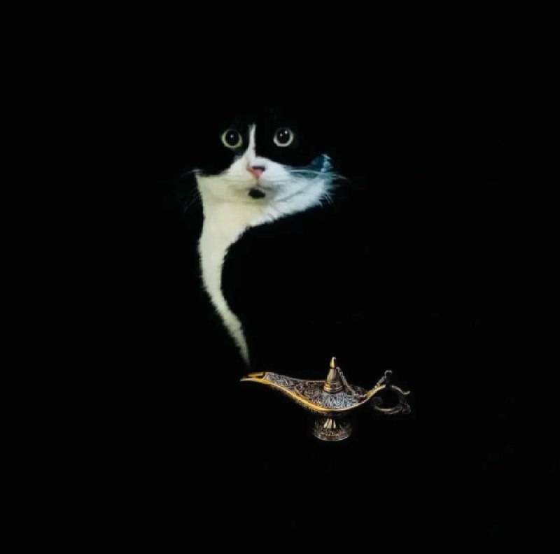 #猫猫