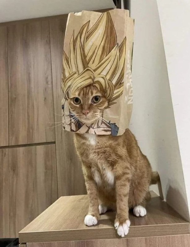 超级赛亚喵！#猫猫