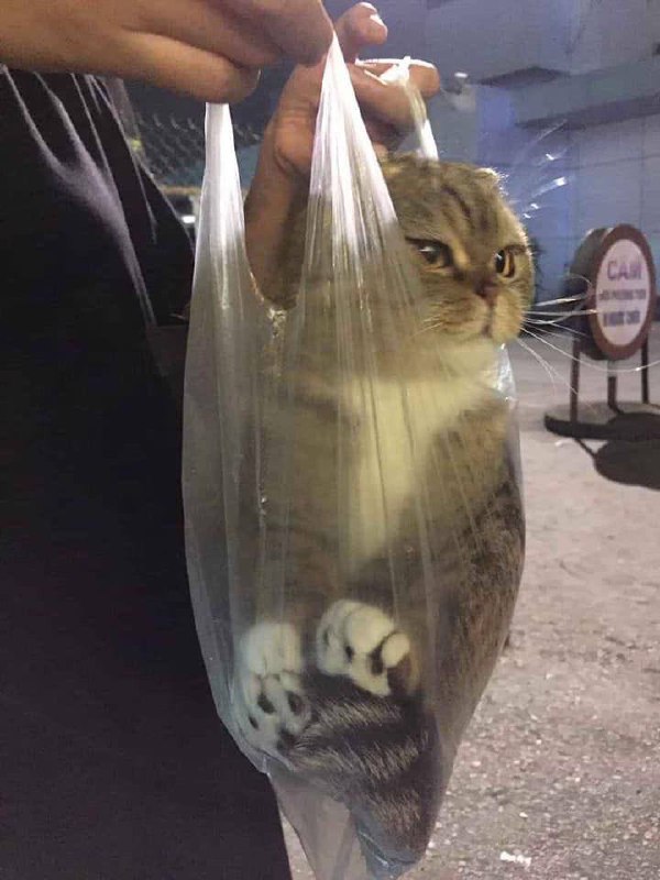 #猫猫