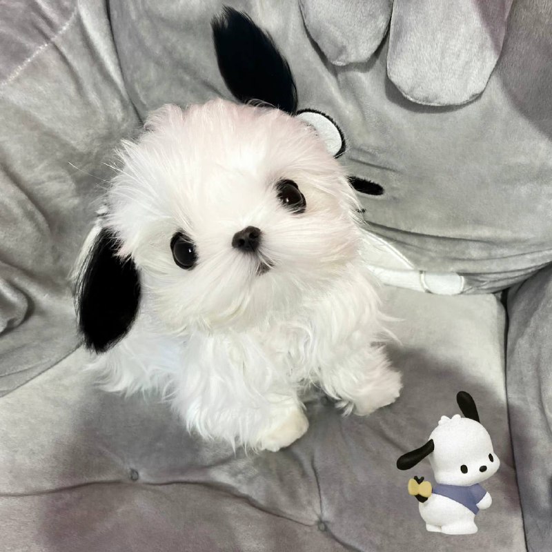 #狗狗#狗狗