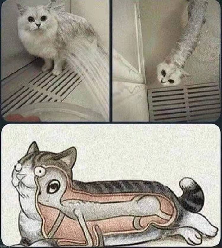 以防万一你不知道关于猫猫的真相