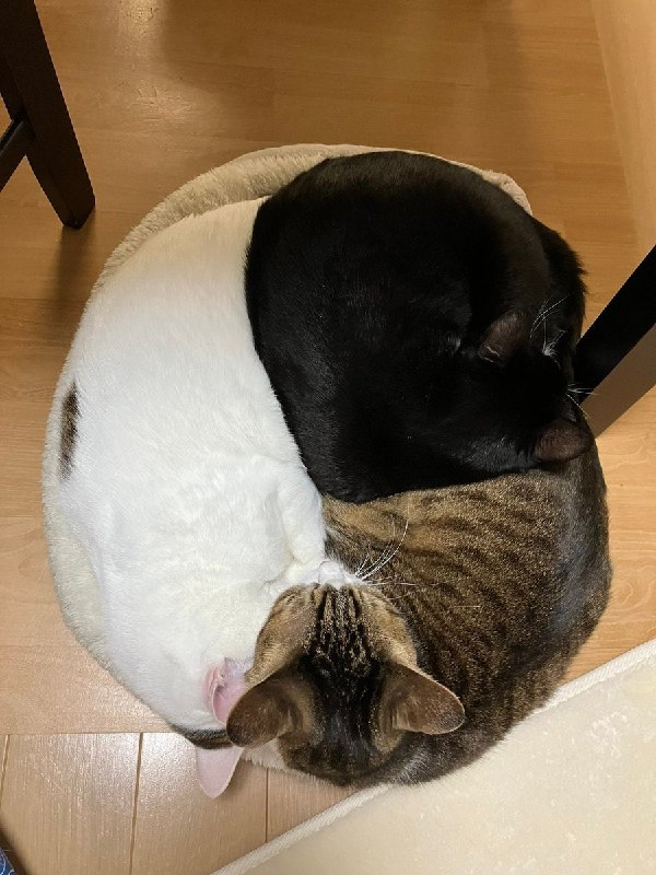 #猫猫