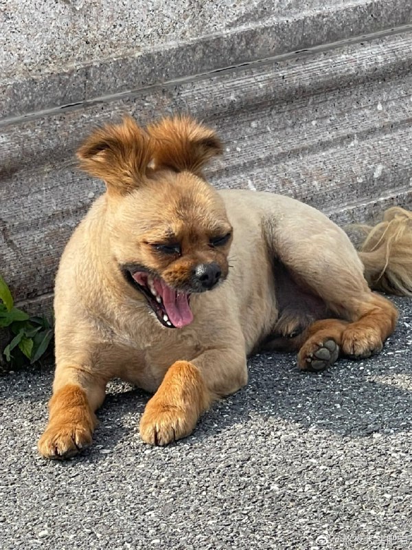 #狗狗#狗狗