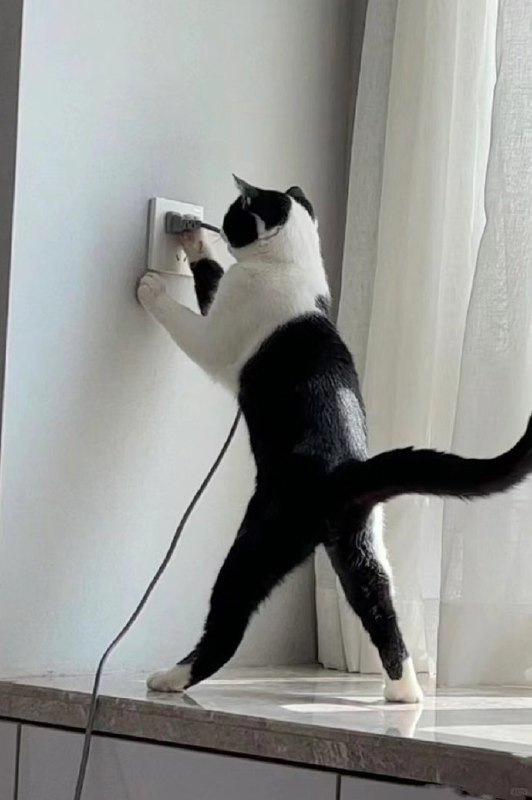 #猫猫