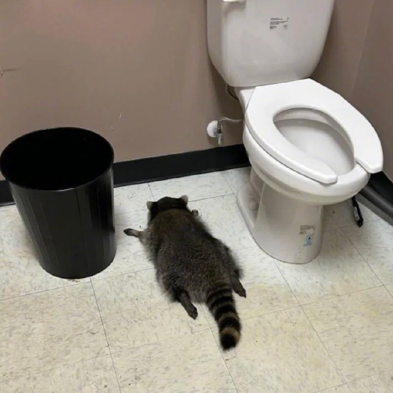 黑五夜“疯狂动物城”