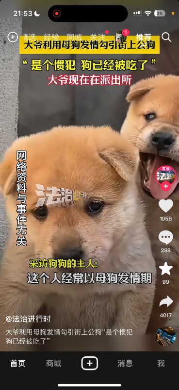 狗狗仙人跳