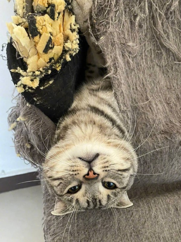 #猫猫#猫猫