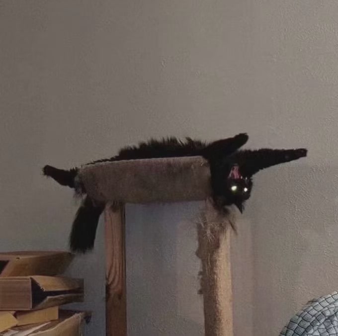 #猫猫#猫猫