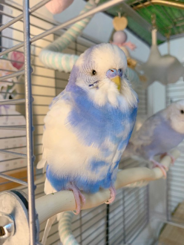 一些鹦鹉🦜一些鹦鹉🦜