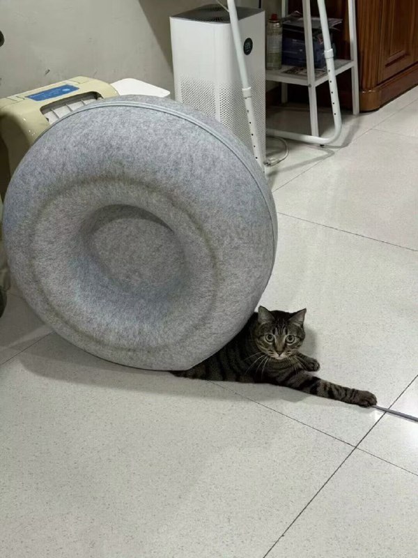 #猫猫