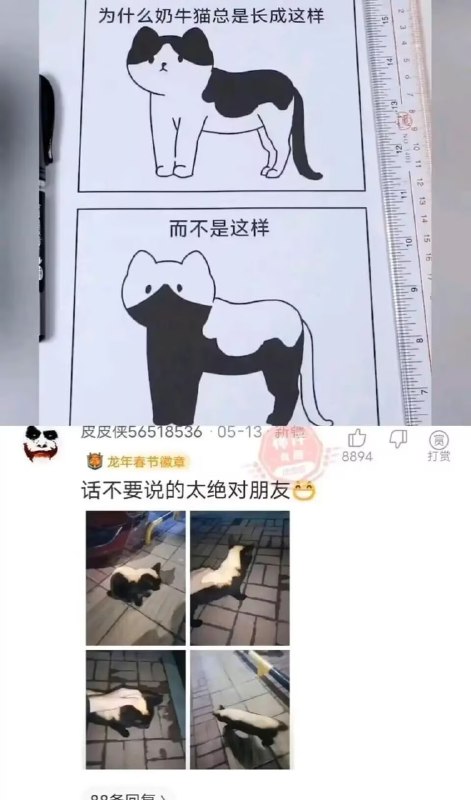 谁家蜜獾跑出来了😅