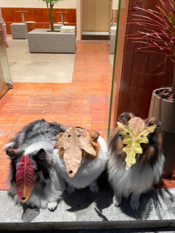 #狗狗