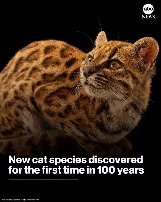 科学家在玻利维亚云雾森林中发现了一种全新的猫科动物——蒂尔卡约虎猫（Leopardus tilcayo），这是103年来人类首次确认新的现生猫科物种，比普通家猫还小一圈，却已独立演化约140万年