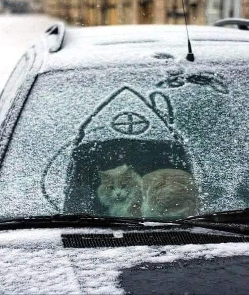 #猫猫