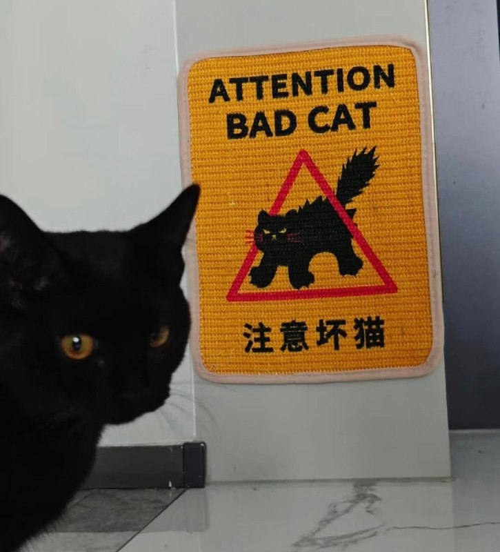 #猫猫