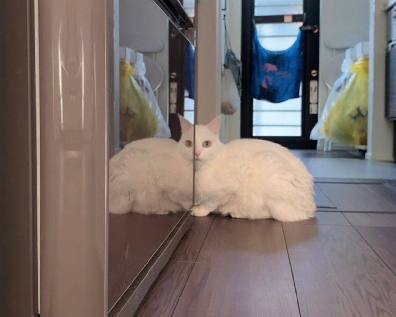 这只 #猫猫 也被做成了手办😅这只 #猫猫 也被做成了手办😅