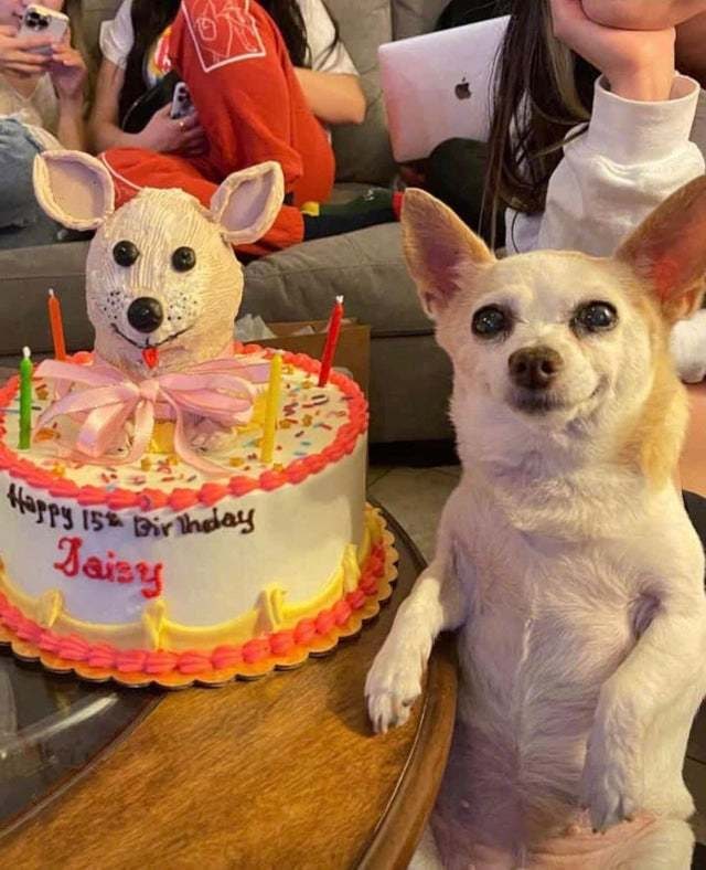#Daisy