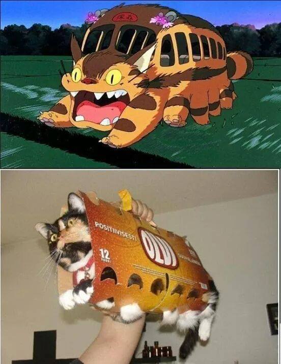 #猫猫