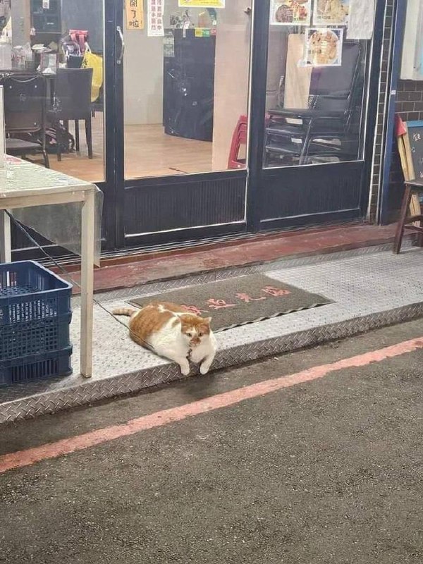 #猫猫#猫猫