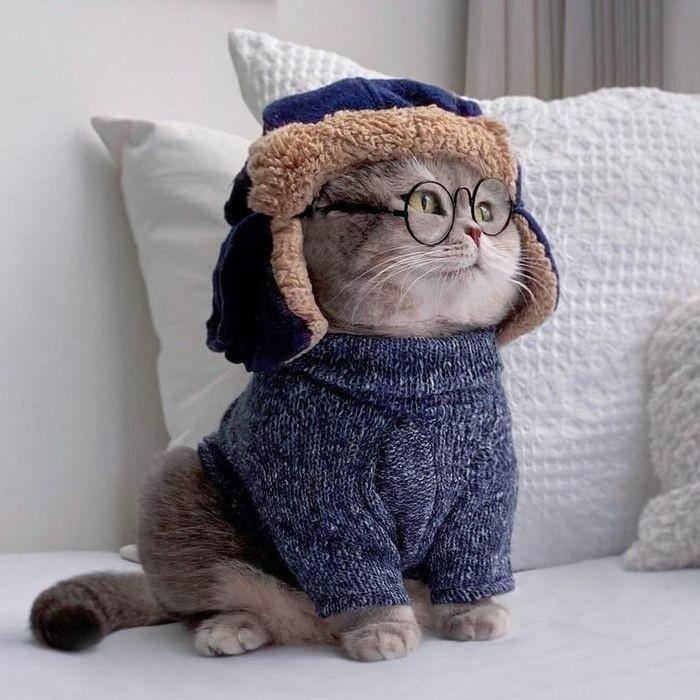 #猫猫