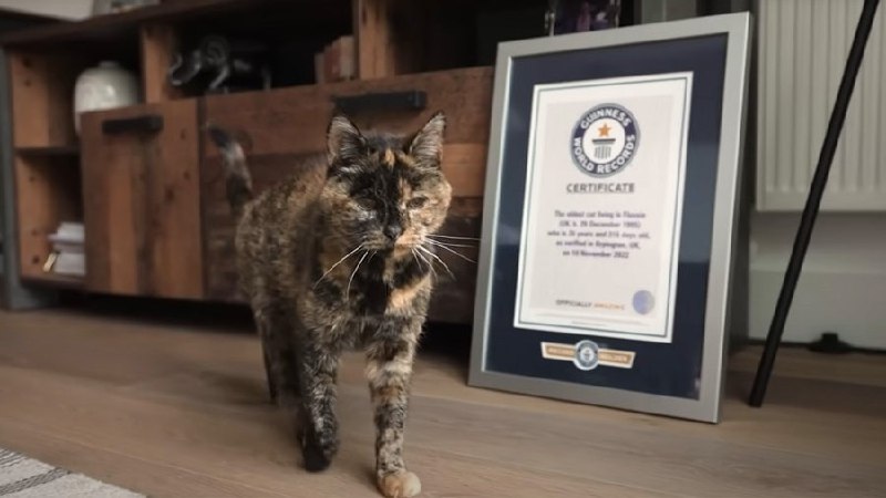 这只叫弗洛西（Flossie）的猫咪今天迎来 30 岁生日，还拥有吉尼斯世界纪录认证的 “在世最长寿猫” 头衔