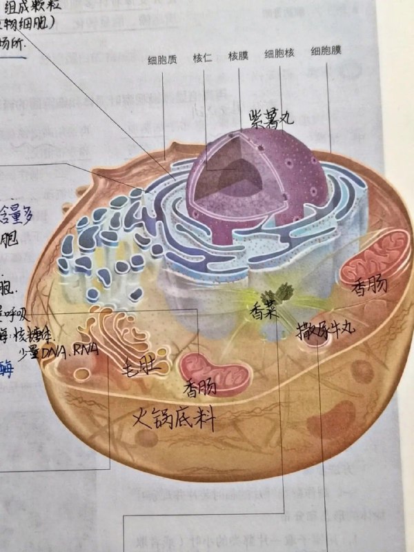 这课是越上越饿🤔这课是越上越饿🤔
