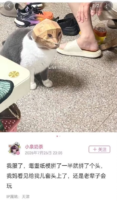 #猫猫